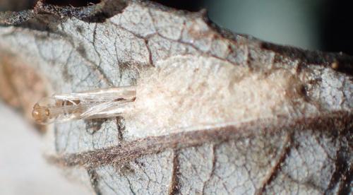 Caloptilia stigmatella